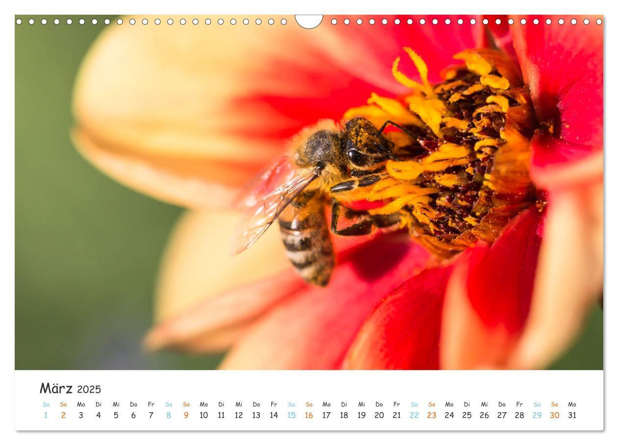 Bild: 9783435051809 | Bee Beautiful - Die phantastische Welt der Bienen (Wandkalender...