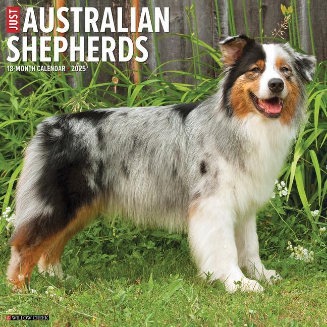 Cover: 9781549241505 | Just Australian Shepherds 2025 12 X 12 Wall Calendar | Press | 2025