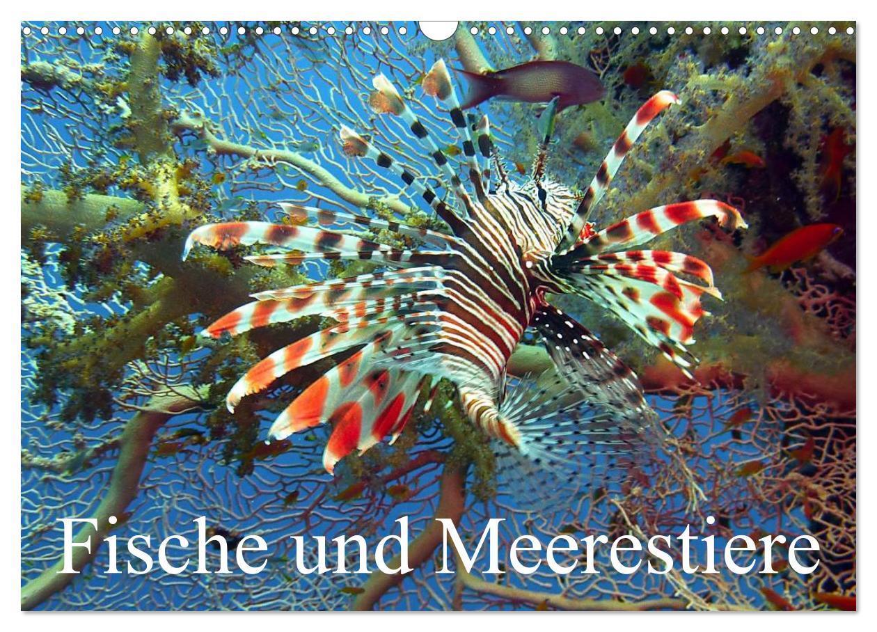 Cover: 9783435717828 | Fische und Meerestiere (Wandkalender 2025 DIN A3 quer), CALVENDO...