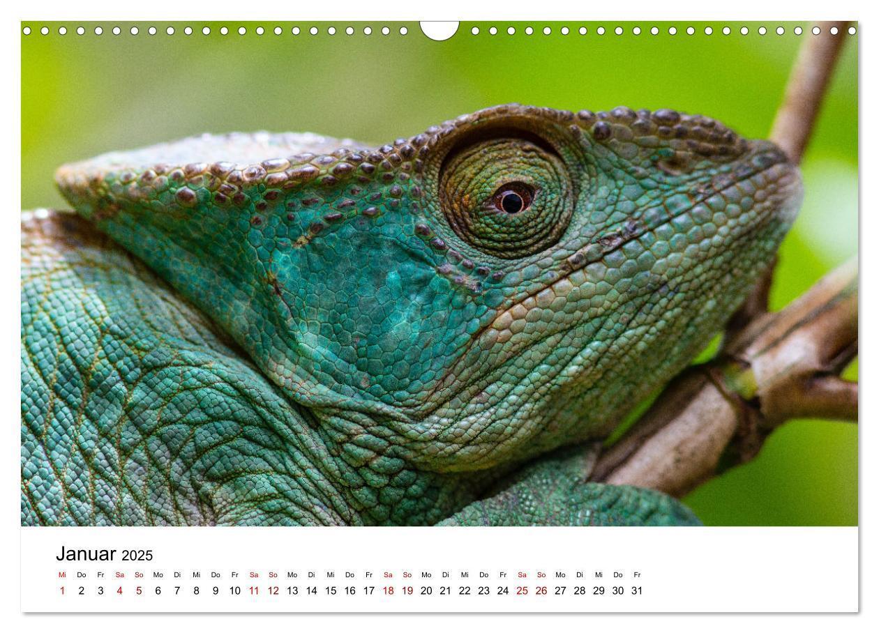 Bild: 9783383998089 | Naturparadies Madagaskar (Wandkalender 2025 DIN A3 quer), CALVENDO...