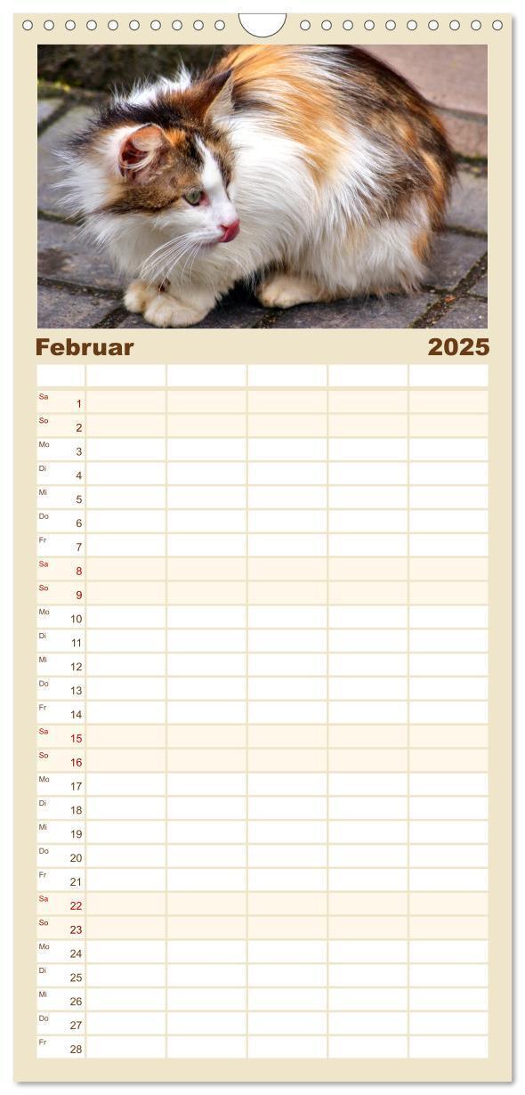 Bild: 9783457100899 | Familienplaner 2025 - Katzen in Cranz mit 5 Spalten (Wandkalender,...