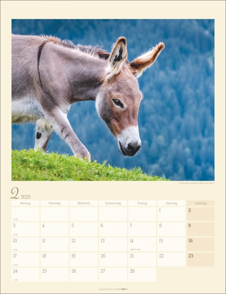 Bild: 9783839900451 | Esel Kalender 2025 | Marie-Luce Hubert (u. a.) | Kalender | 14 S.