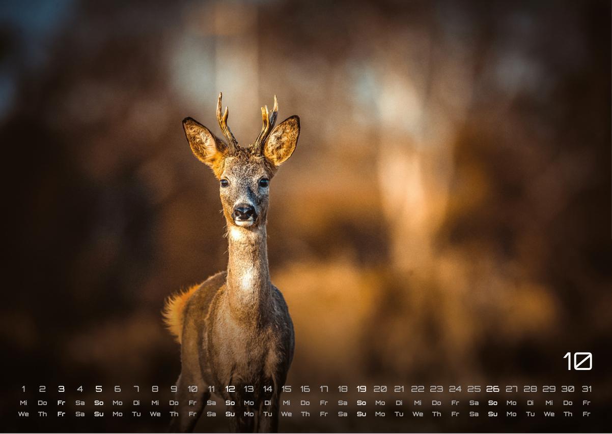 Bild: 9783986734442 | Waldtiere - Heimische Waldbewohner - Der Tierkalender - 2025 -...