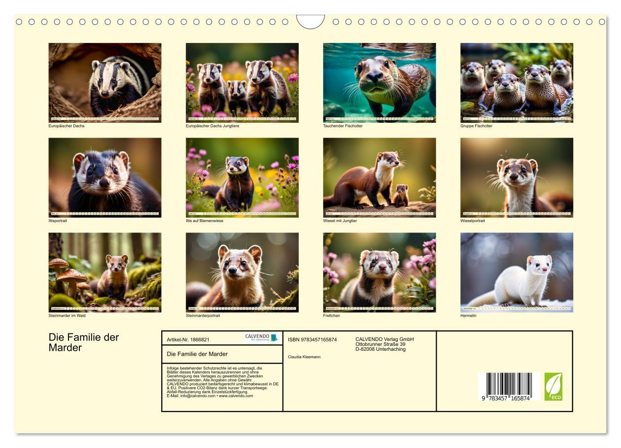 Bild: 9783457165874 | Die Familie der Marder (Wandkalender 2025 DIN A3 quer), CALVENDO...