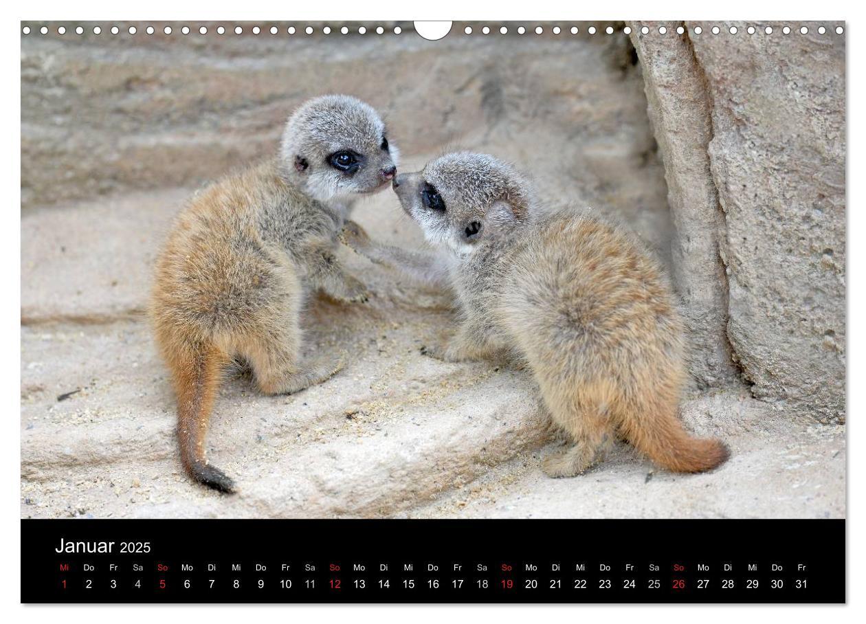 Bild: 9783435782123 | Lustige Erdmännchen (Wandkalender 2025 DIN A3 quer), CALVENDO...