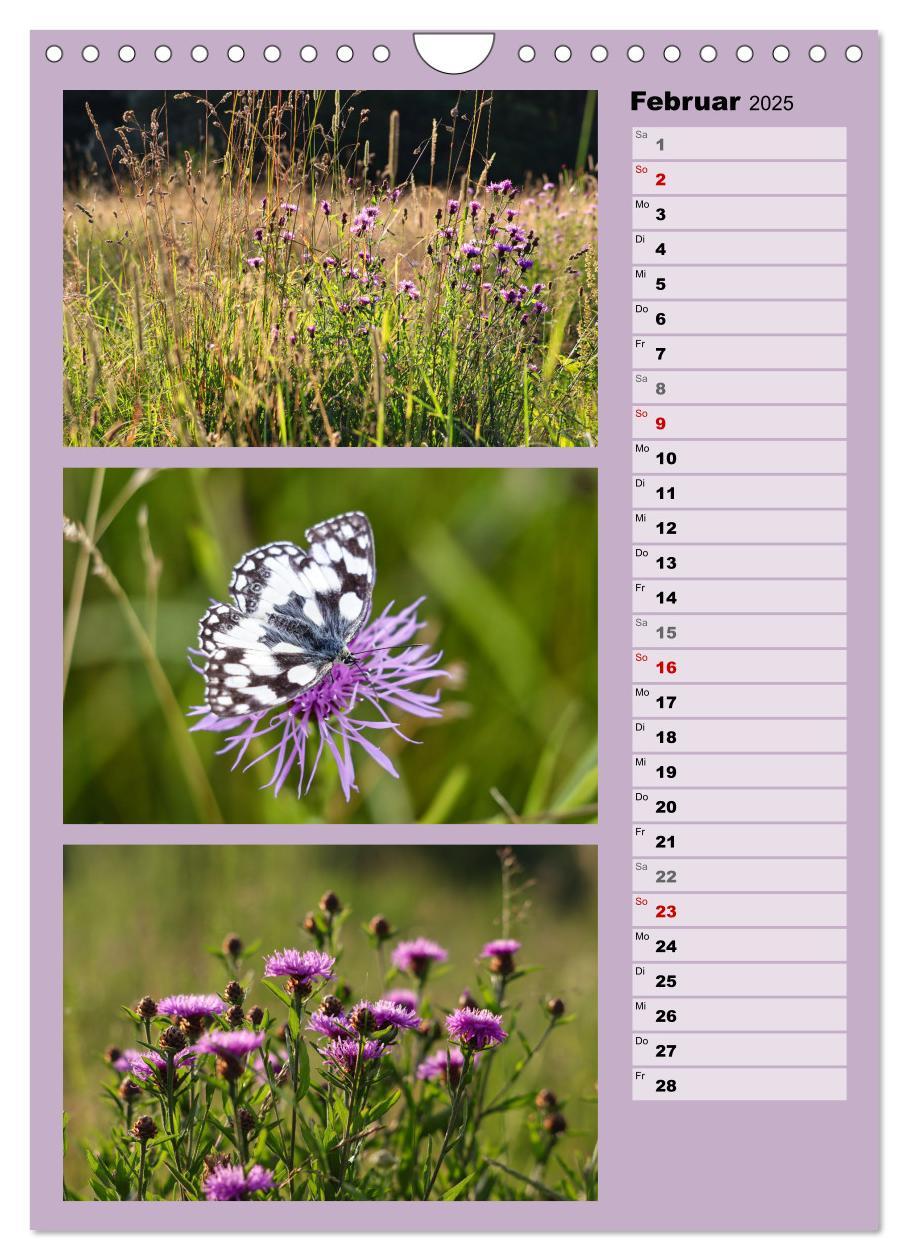 Bild: 9783457173312 | Farbenzauber, bunte Wiesen und bunte Falter (Wandkalender 2025 DIN...