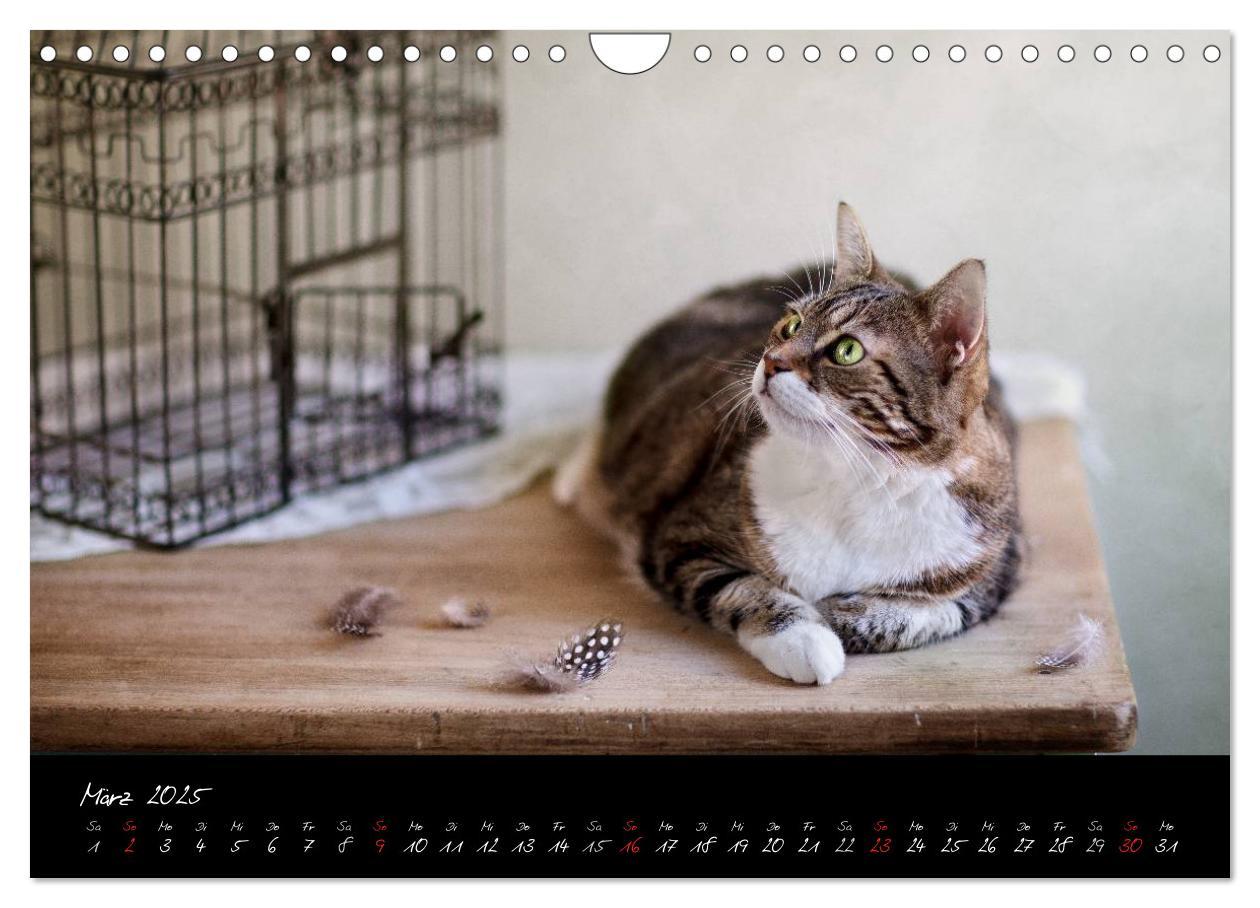 Bild: 9783435837663 | Katzen 2025 (Wandkalender 2025 DIN A4 quer), CALVENDO Monatskalender