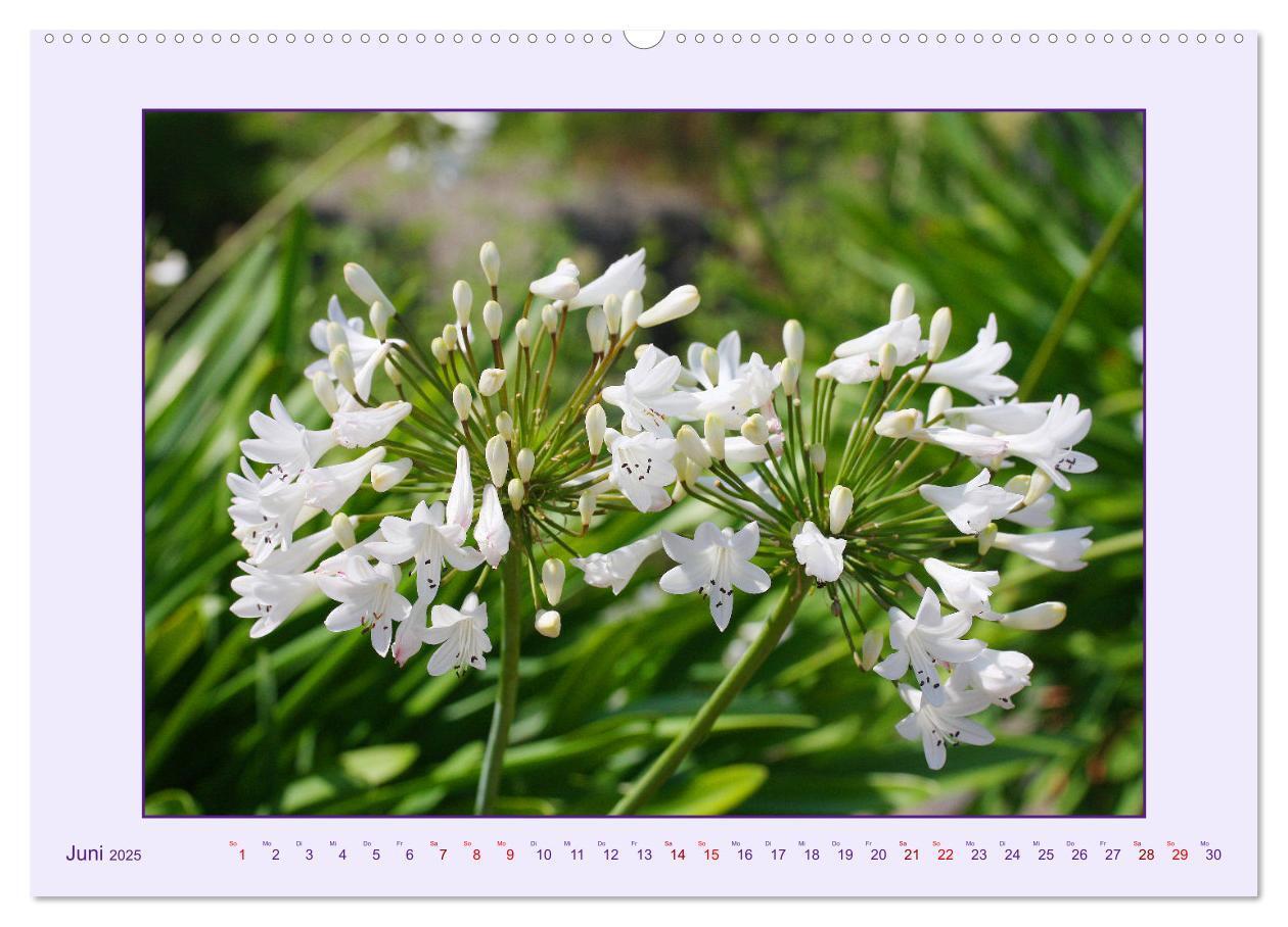 Bild: 9783435030682 | Schmucklilie - Agapanthus (hochwertiger Premium Wandkalender 2025...