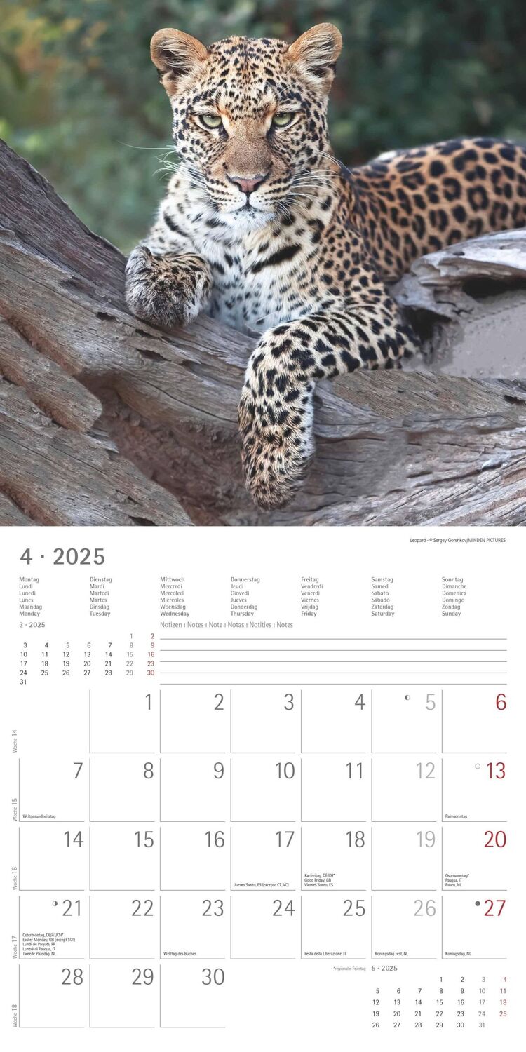 Bild: 4251732343057 | Großkatzen 2025 - Broschürenkalender 30x30 cm (30x60 geöffnet) -...