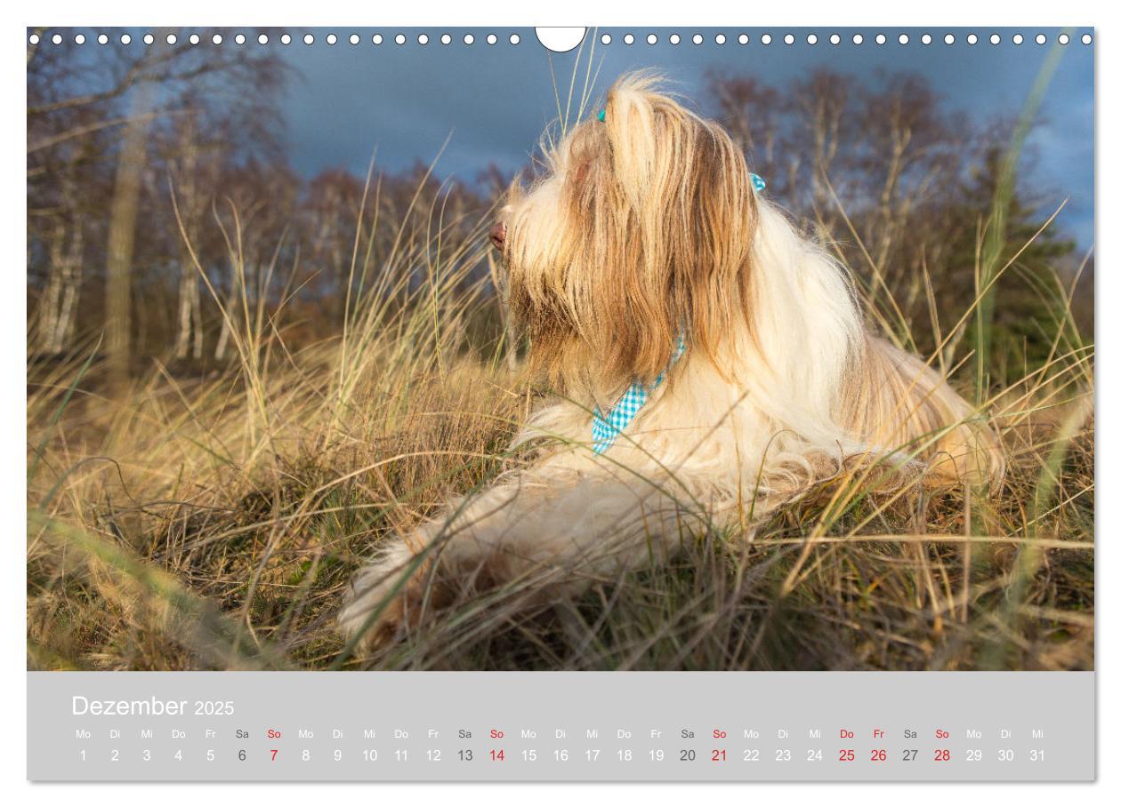 Bild: 9783435426904 | BEARDED COLLIES 2025 (Wandkalender 2025 DIN A3 quer), CALVENDO...