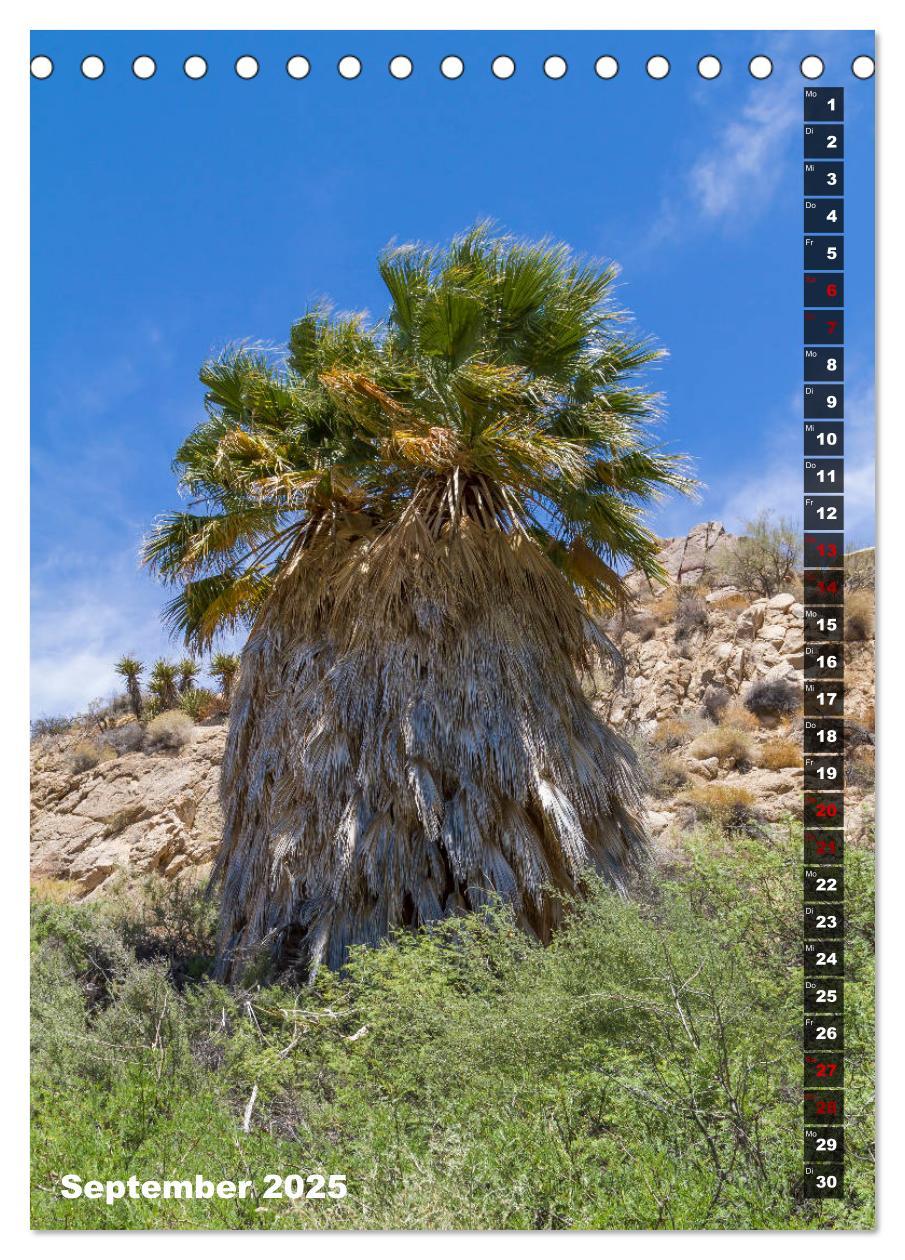 Bild: 9783435961108 | Impressionen aus dem JOSHUA TREE NATIONAL PARK (Tischkalender 2025...