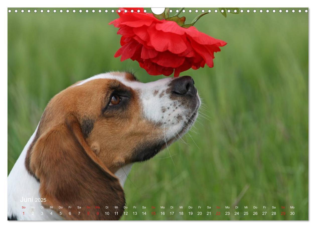 Bild: 9783435746569 | Beagle (Wandkalender 2025 DIN A3 quer), CALVENDO Monatskalender | Berg