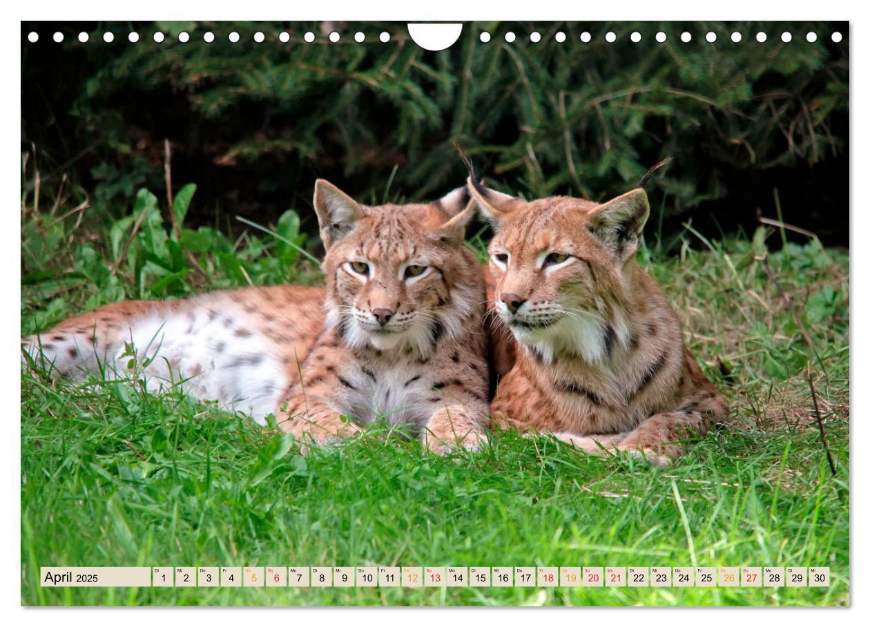 Bild: 9783435118601 | Raubkatze Luchs (Wandkalender 2025 DIN A4 quer), CALVENDO...