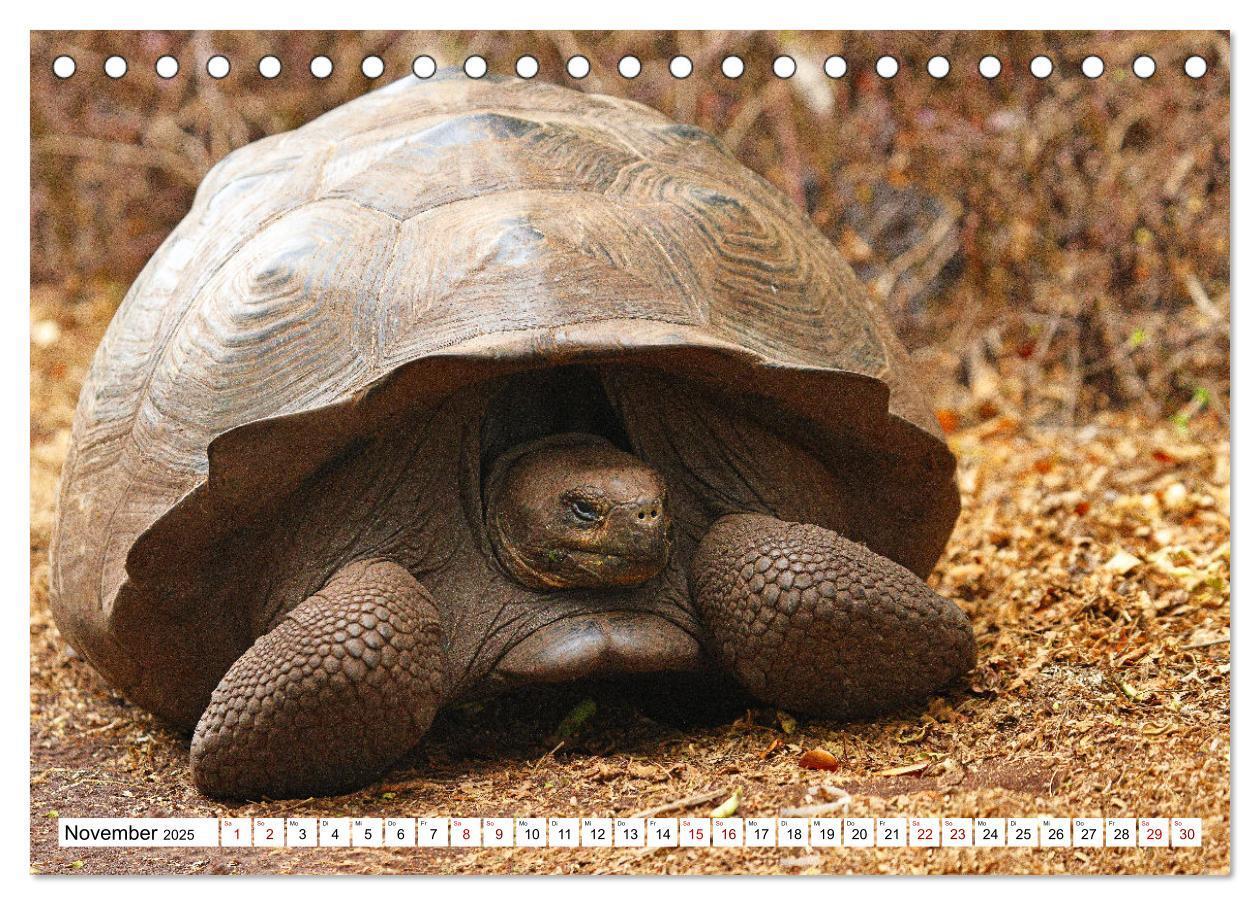 Bild: 9783383907647 | Galápagos - Die verwunschenen Inseln (Tischkalender 2025 DIN A5...