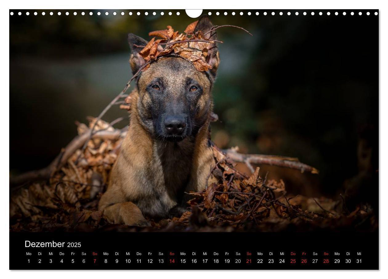 Bild: 9783435643127 | Belgischer Schäferhund - Der Malinois (Wandkalender 2025 DIN A3...