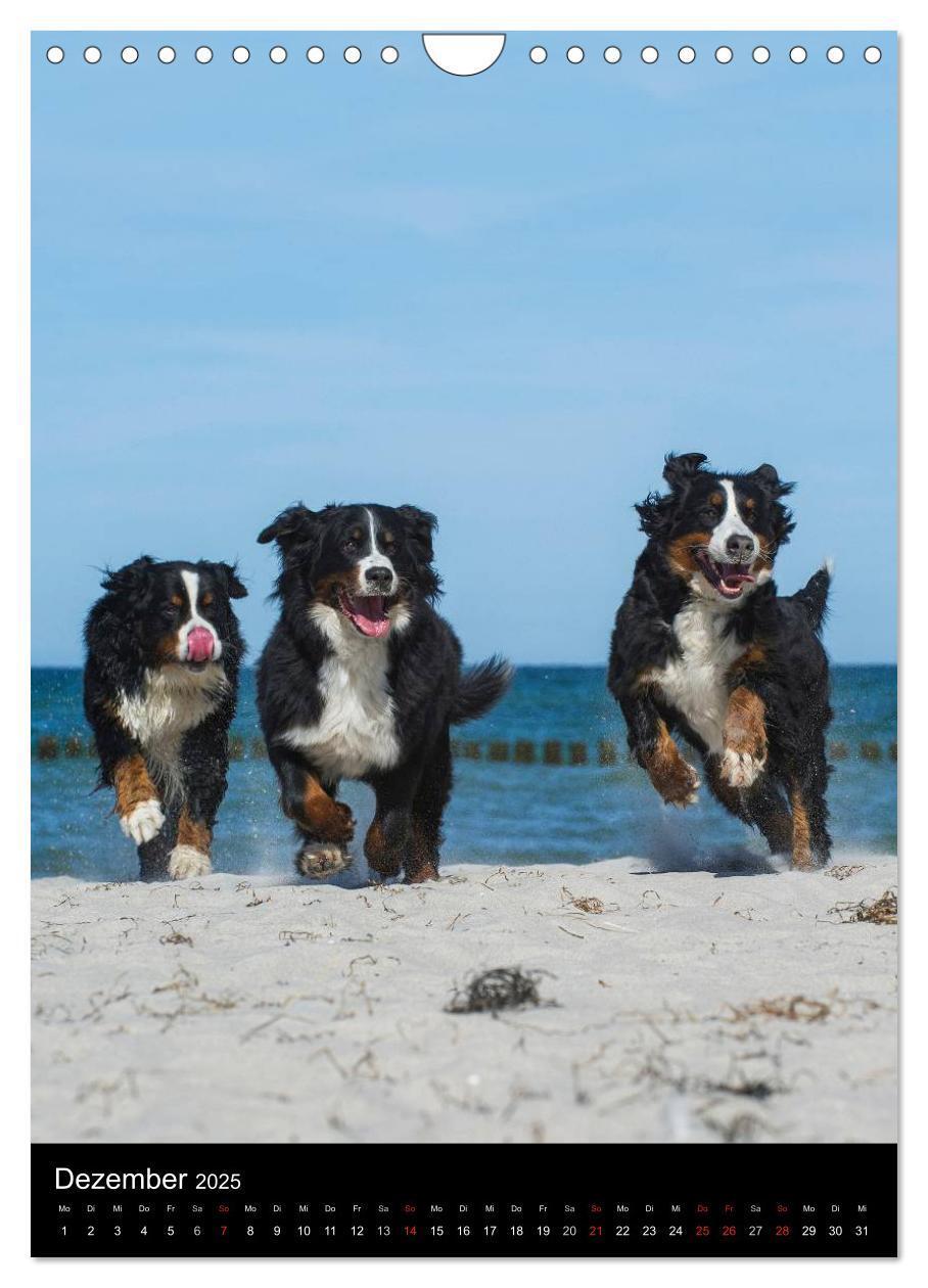 Bild: 9783457069394 | Berner Sennenhund 2025 (Wandkalender 2025 DIN A4 hoch), CALVENDO...