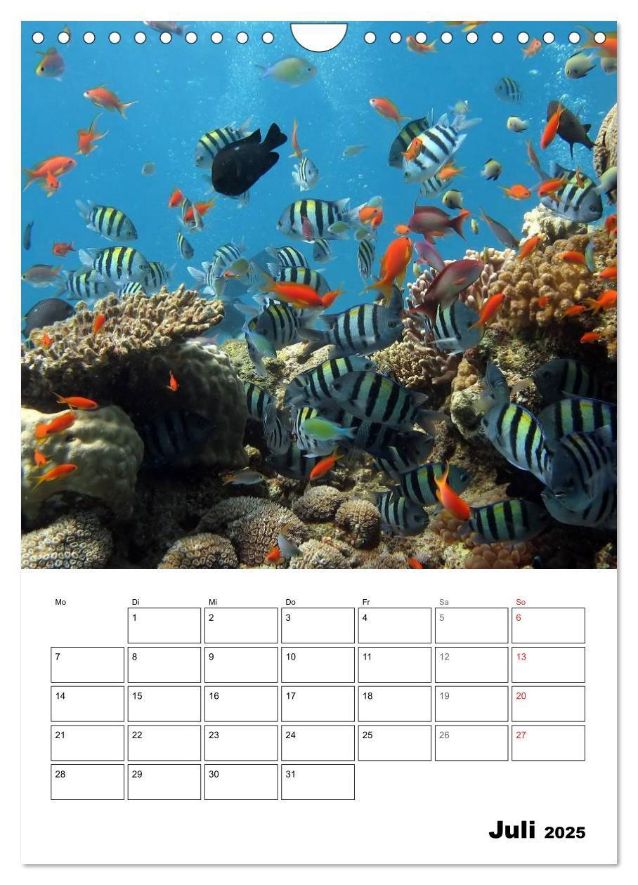 Bild: 9783457036006 | Zauberwelt. Fische, Korallen und Co. (Wandkalender 2025 DIN A4...