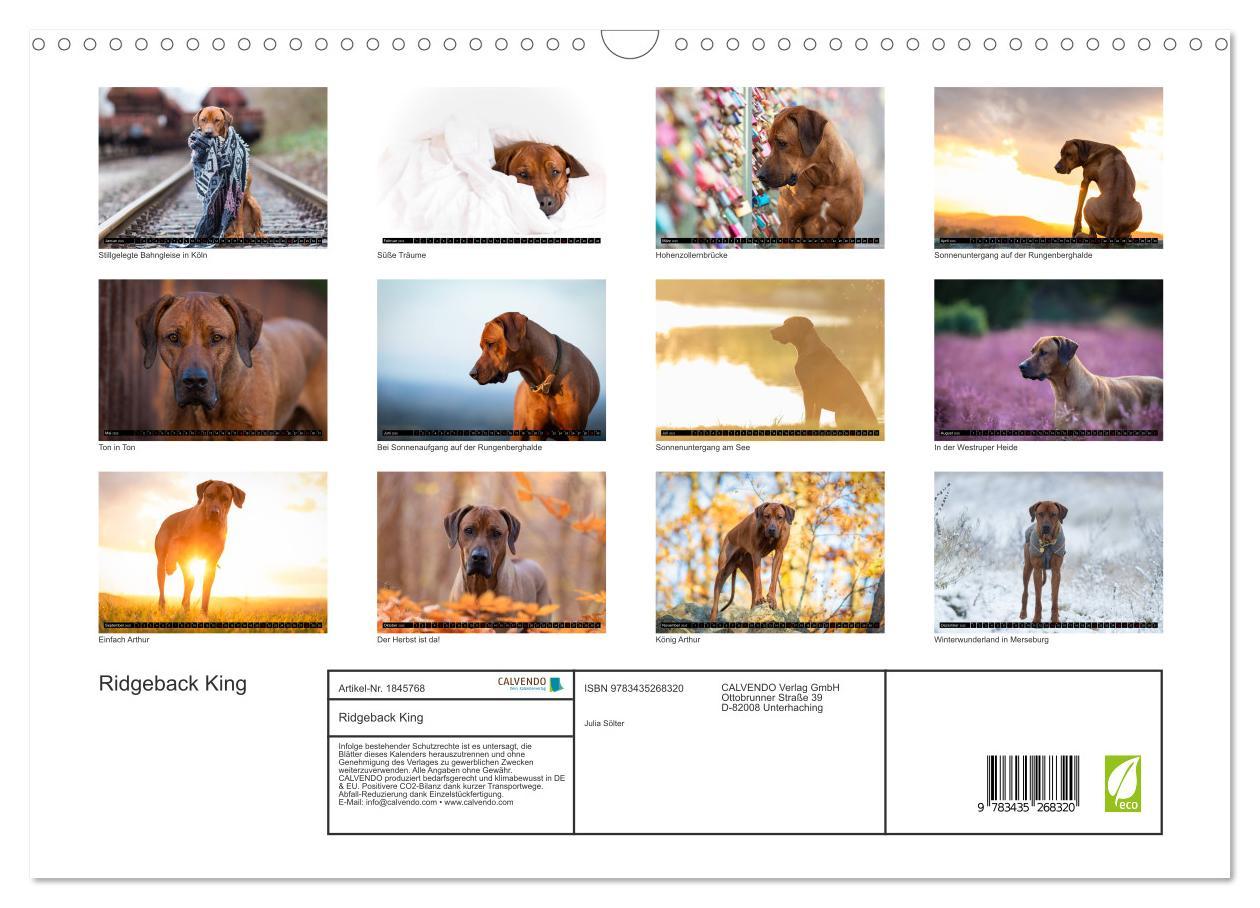 Bild: 9783435268320 | Ridgeback King (Wandkalender 2025 DIN A3 quer), CALVENDO...