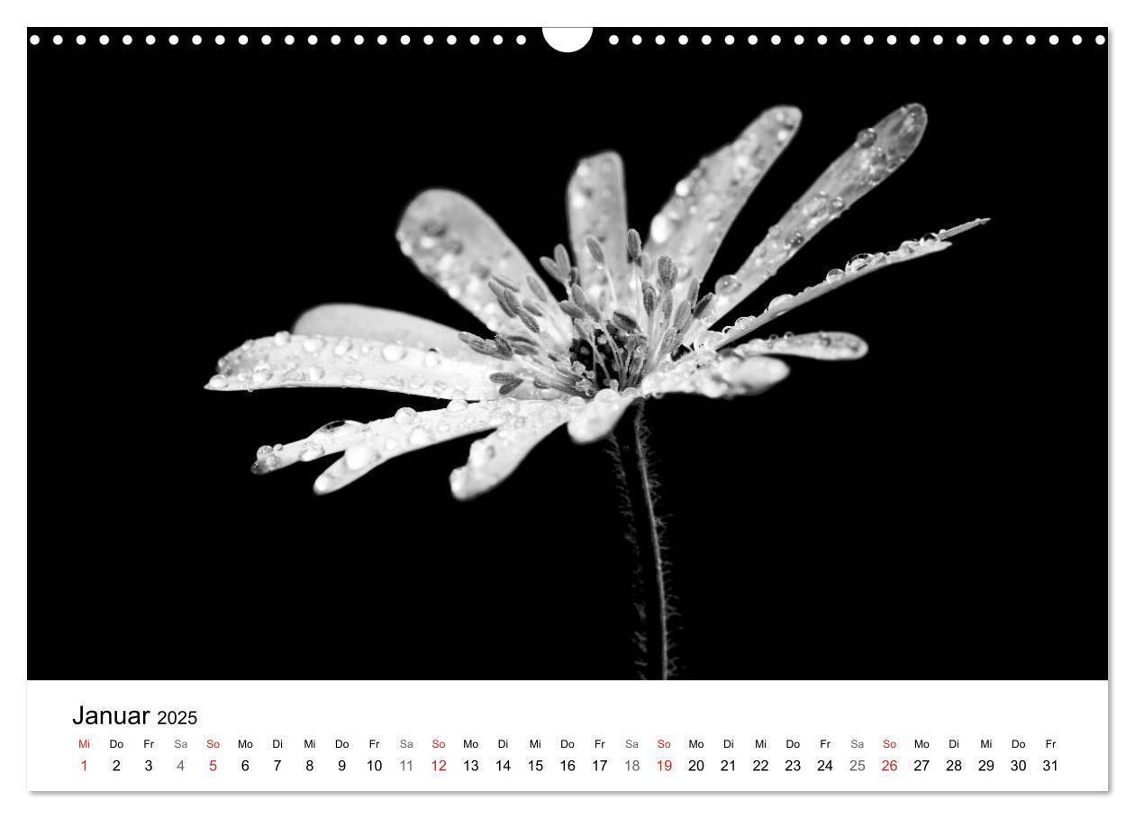 Bild: 9783435642892 | Blumen 2025, Schwarz-Weiß (Wandkalender 2025 DIN A3 quer), CALVENDO...