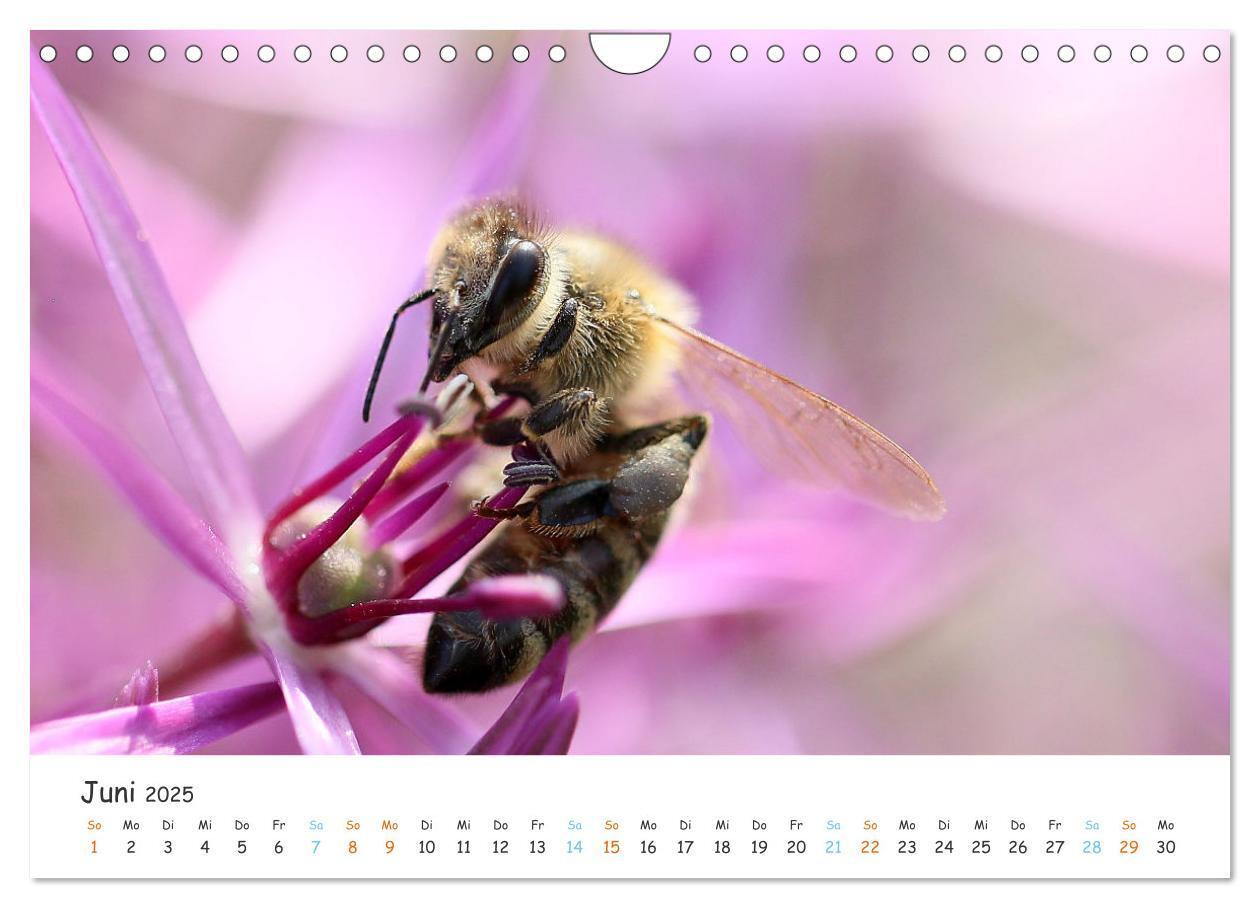 Bild: 9783435052127 | Bee Beautiful - Die phantastische Welt der Bienen (Wandkalender...