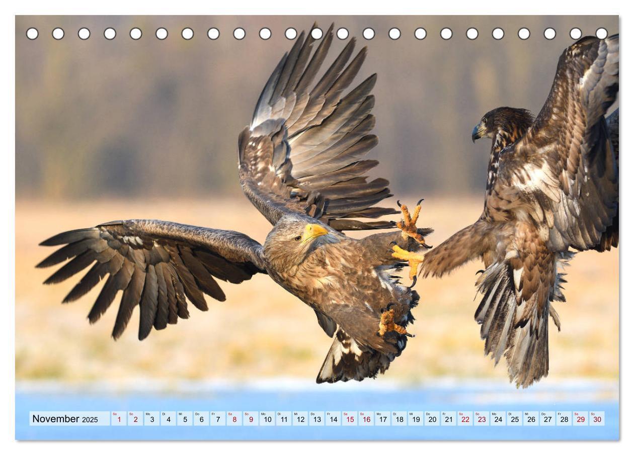 Bild: 9783435229680 | Majestätische Seeadler (Tischkalender 2025 DIN A5 quer), CALVENDO...