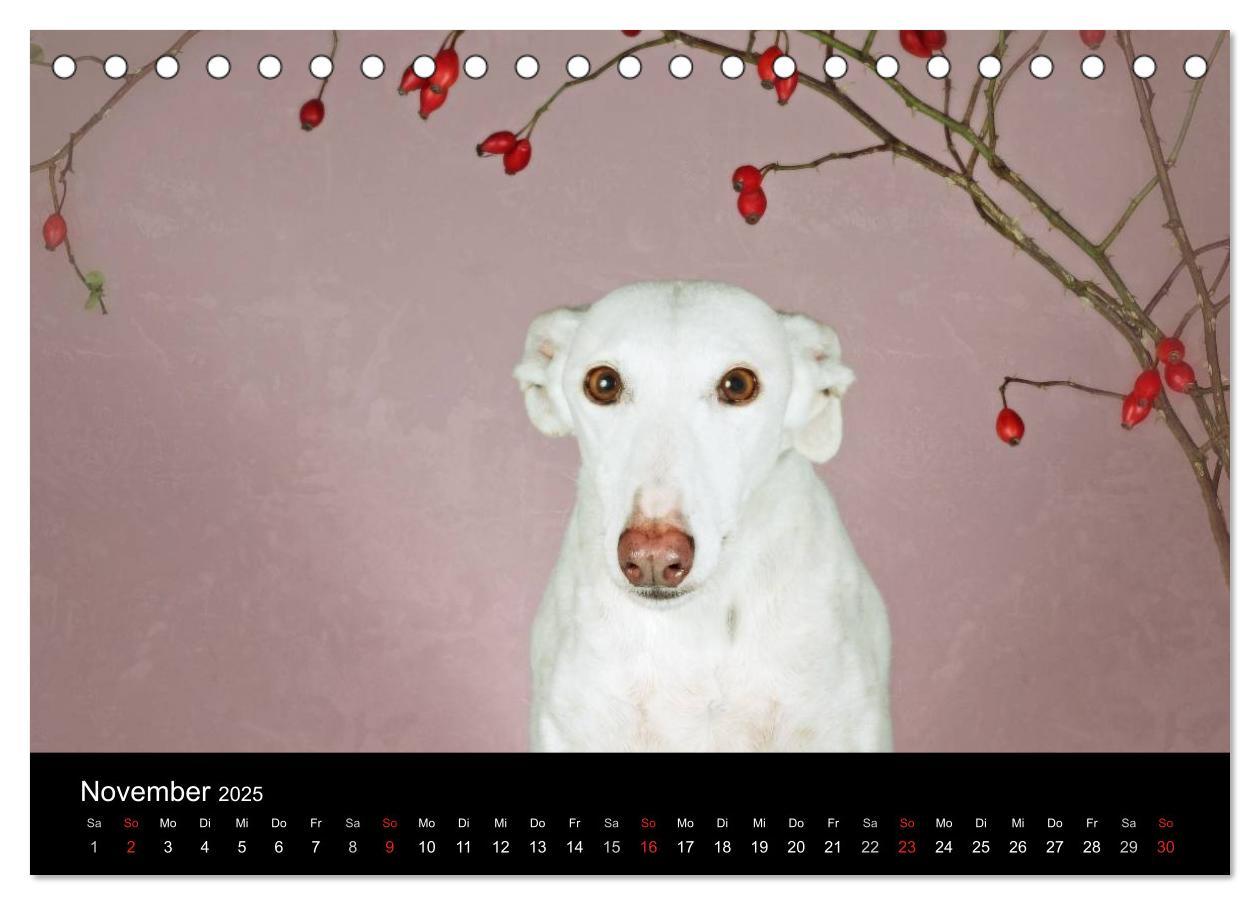 Bild: 9783435773718 | Der Windhundekalender (Tischkalender 2025 DIN A5 quer), CALVENDO...