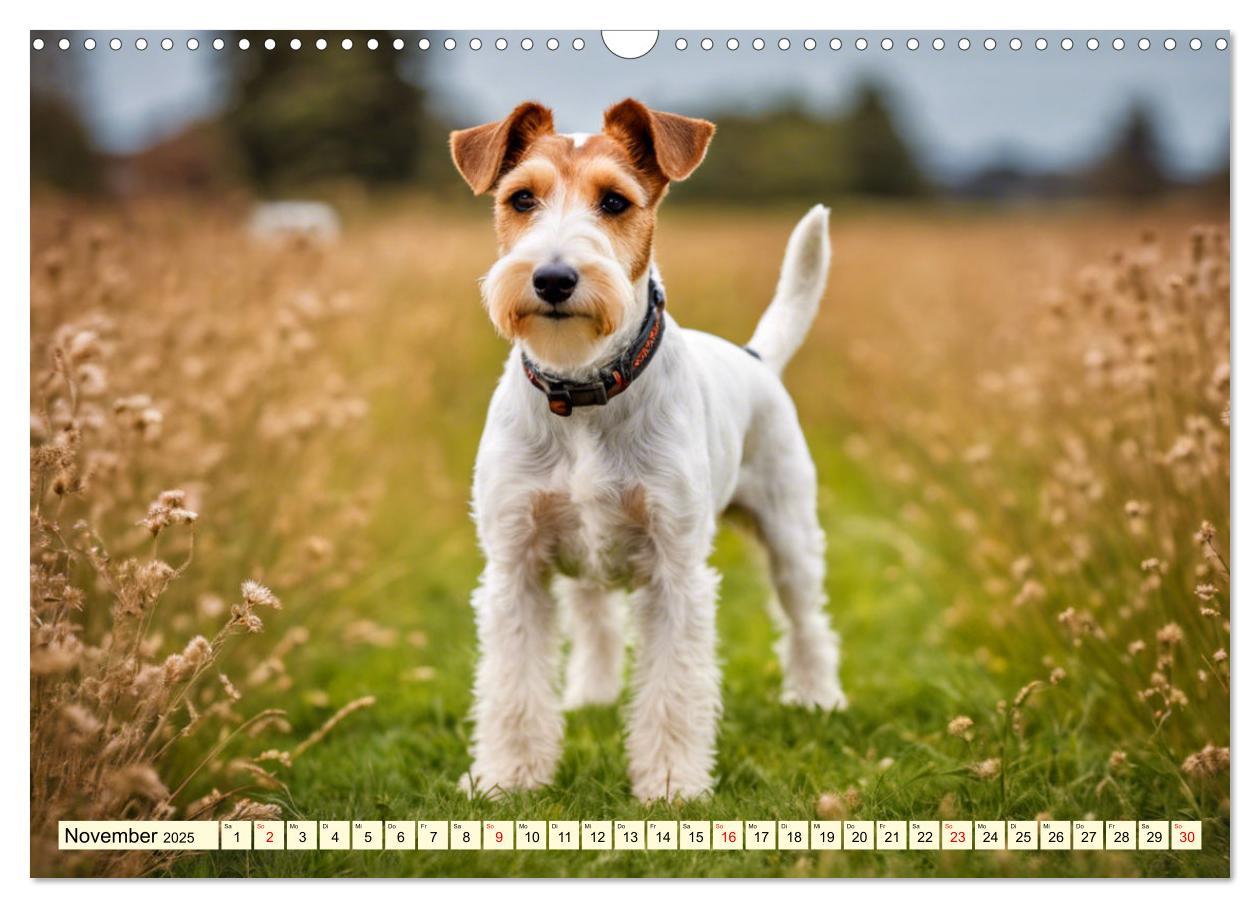 Bild: 9783435694105 | Drahthaar-Foxterrier (Wandkalender 2025 DIN A3 quer), CALVENDO...