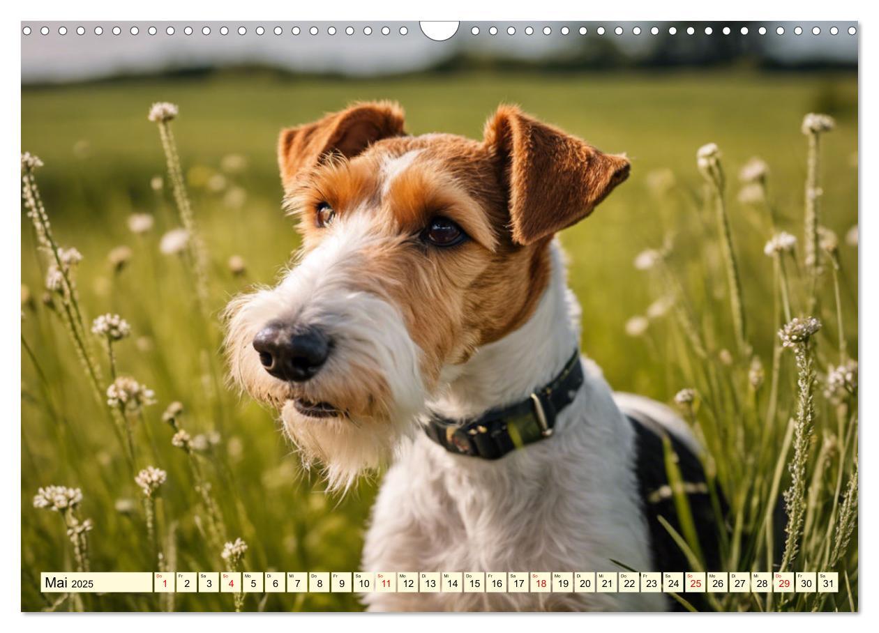 Bild: 9783435694105 | Drahthaar-Foxterrier (Wandkalender 2025 DIN A3 quer), CALVENDO...