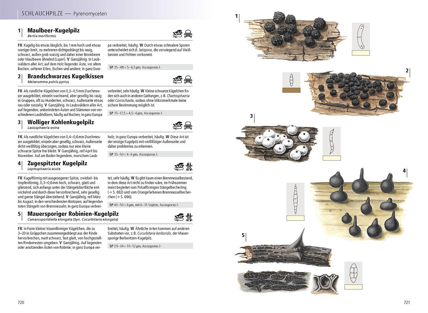 Bild: 9783440170274 | Das Kosmos-Handbuch Pilze | Mit über 2500 Zeichnungen, über 1500 Arten