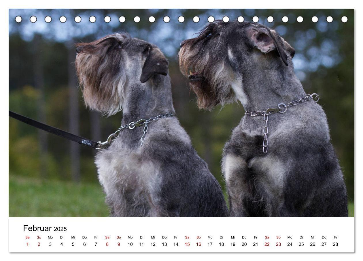 Bild: 9783435413430 | Schnauzer... von Zwergen und Riesen 2025 (Tischkalender 2025 DIN A5...