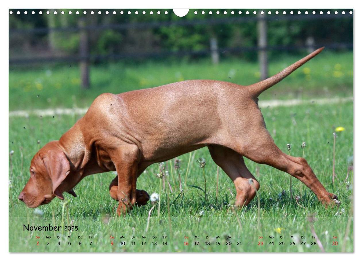 Bild: 9783435630356 | Magyar Vizsla - pure Lebensfreude (Wandkalender 2025 DIN A3 quer),...