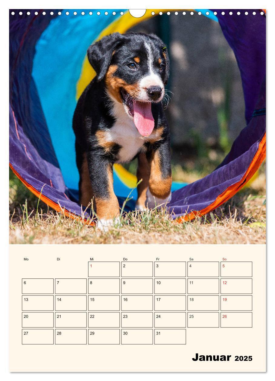 Bild: 9783435936571 | Appenzeller Sennenhund - Mit Plan durch das Jahr (Wandkalender 2025...