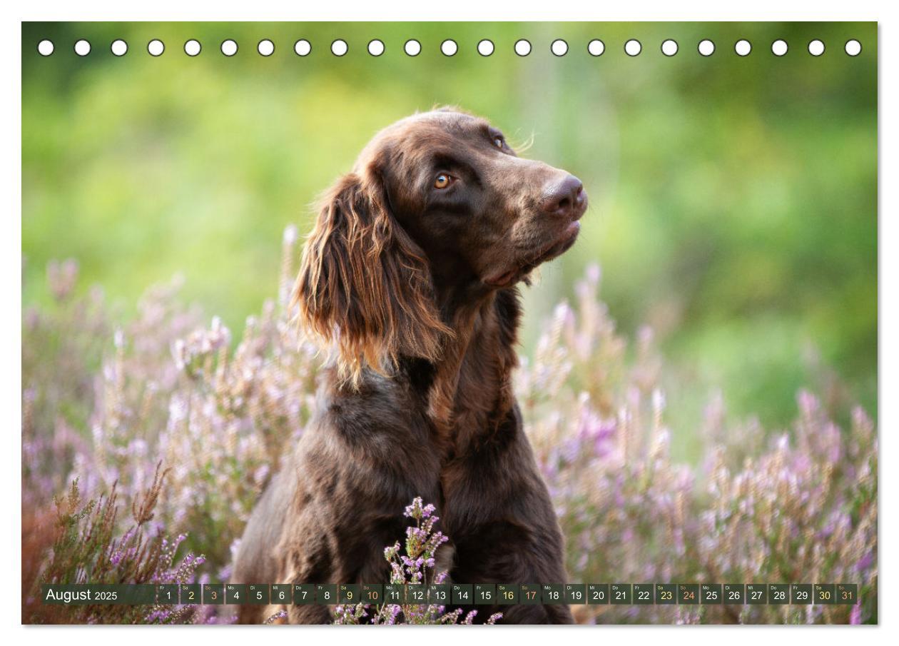 Bild: 9783383839528 | Jagdhund im Portrait - Deutsch Langhaar (Tischkalender 2025 DIN A5...