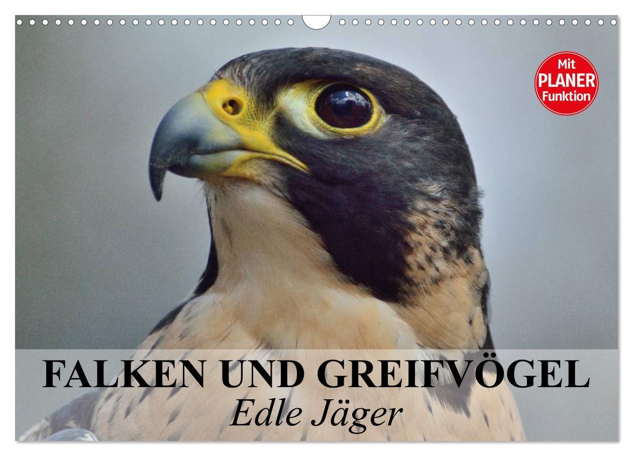 Cover: 9783435549085 | Falken und Greifvögel - Edle Jäger (Wandkalender 2025 DIN A3 quer),...