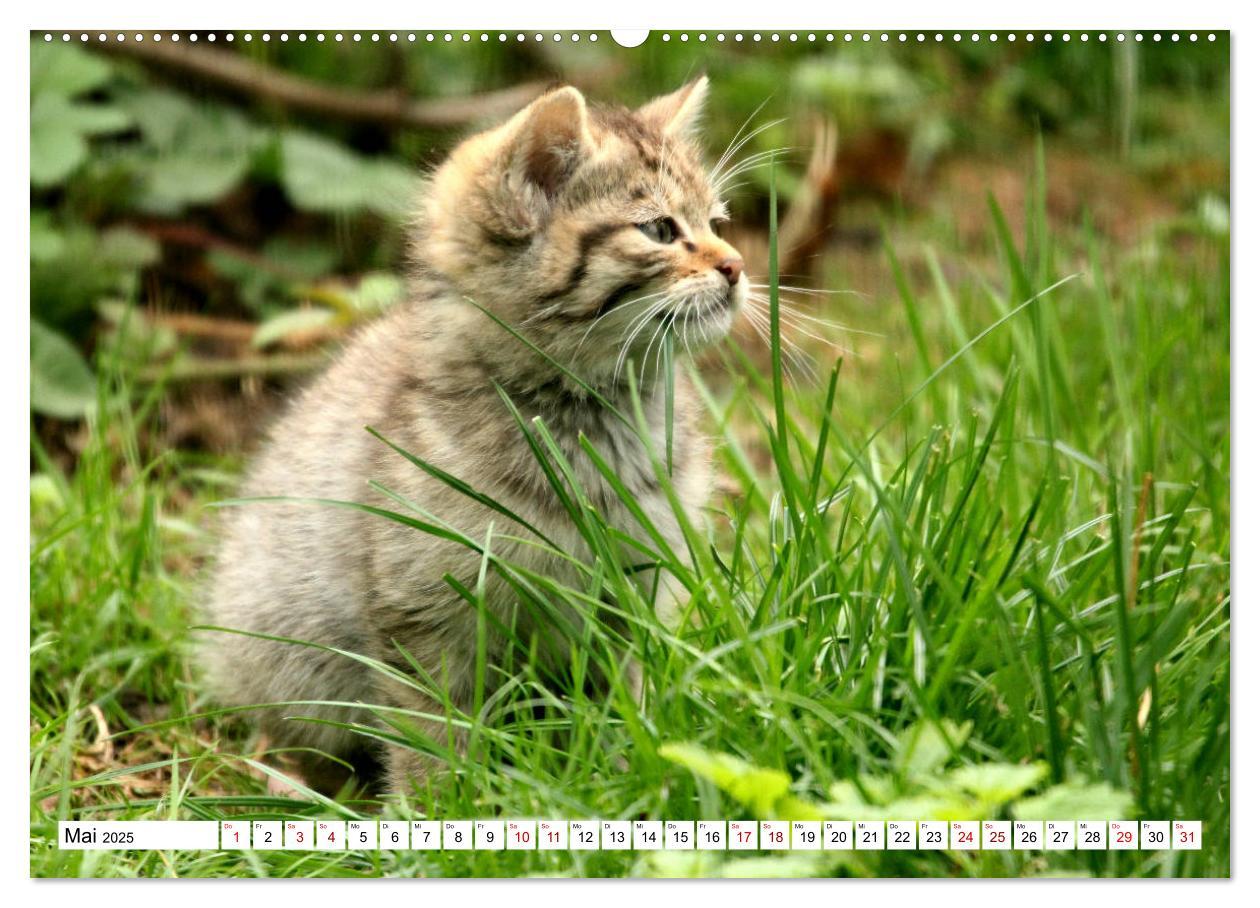 Bild: 9783435413843 | Wildkatzen - Die lautlosen Jäger des Waldes (Wandkalender 2025 DIN...