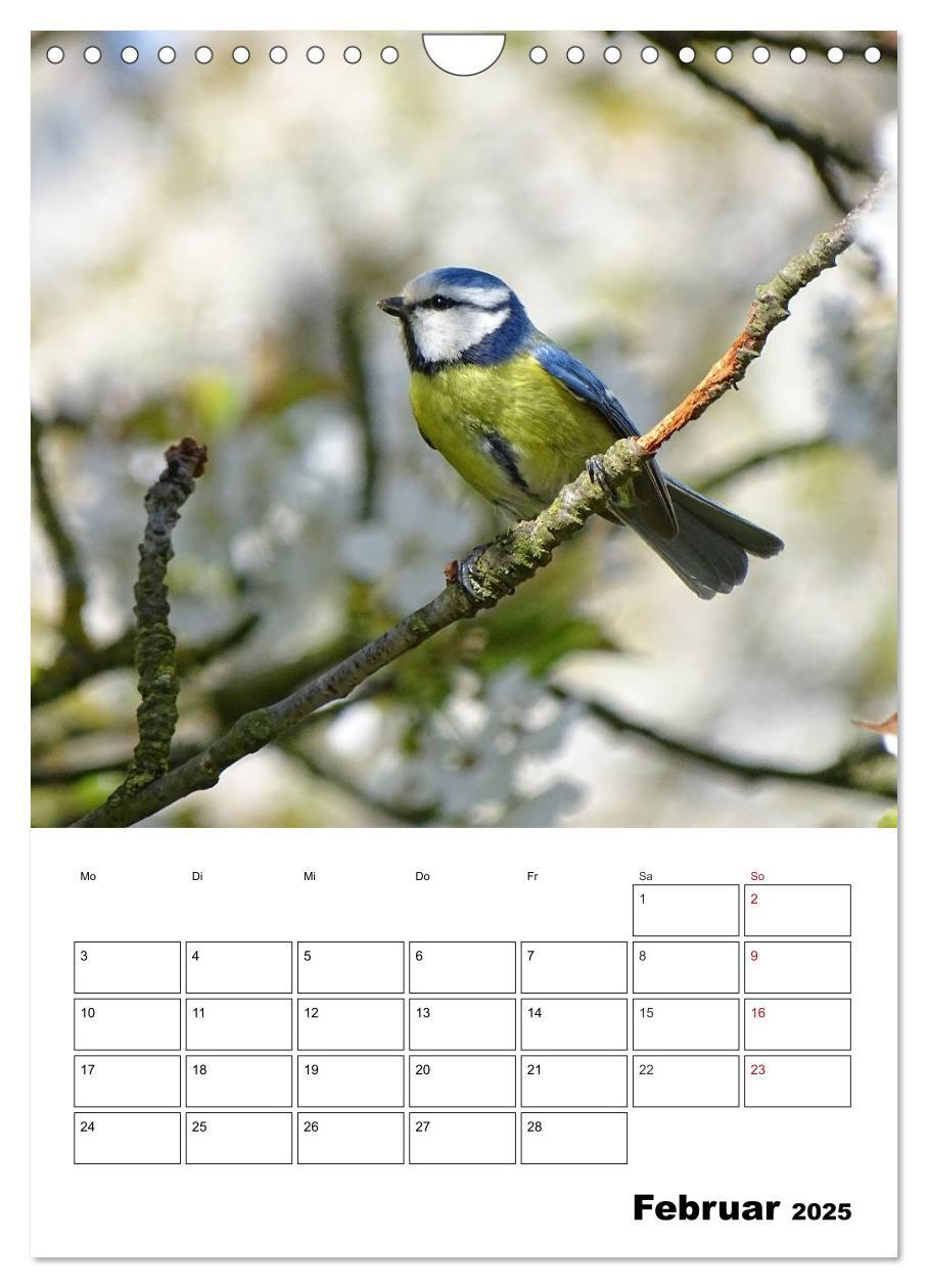 Bild: 9783457042380 | Amsel, Drossel, Fink und Star - beobachtet (Wandkalender 2025 DIN...