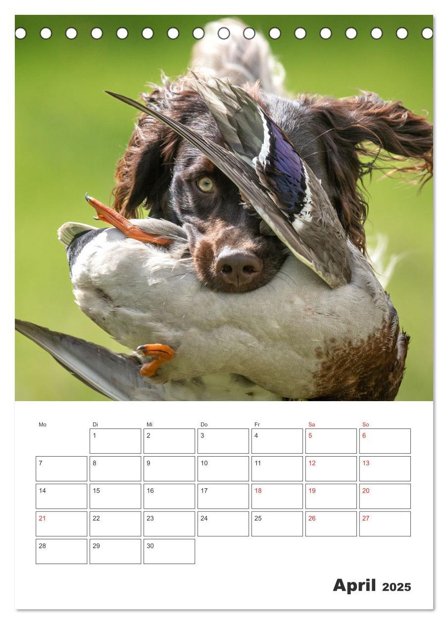 Bild: 9783457163429 | Geboren um zu Jagen. Der kleine Münsterländer (Tischkalender 2025...