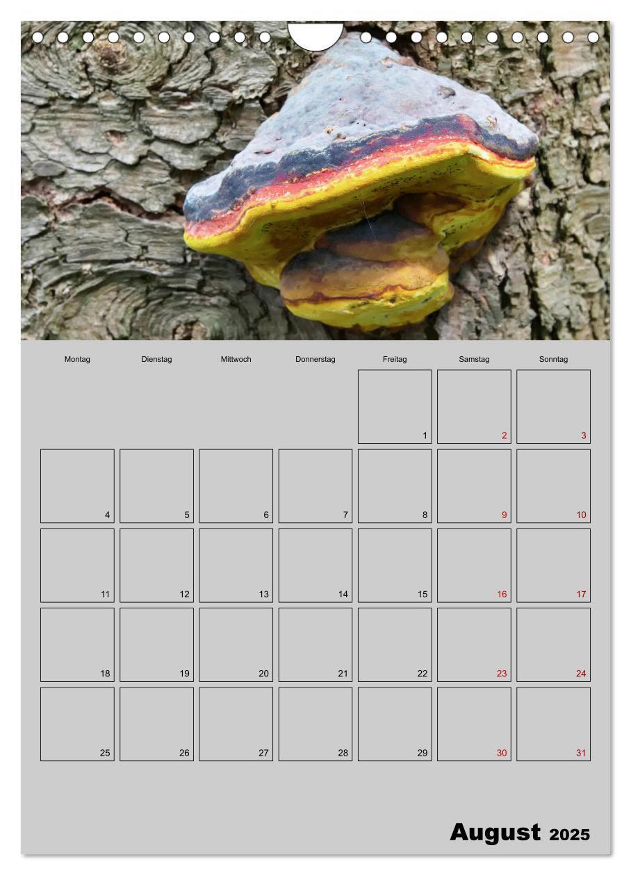 Bild: 9783435943791 | Quer durch die Pilze (Wandkalender 2025 DIN A4 hoch), CALVENDO...