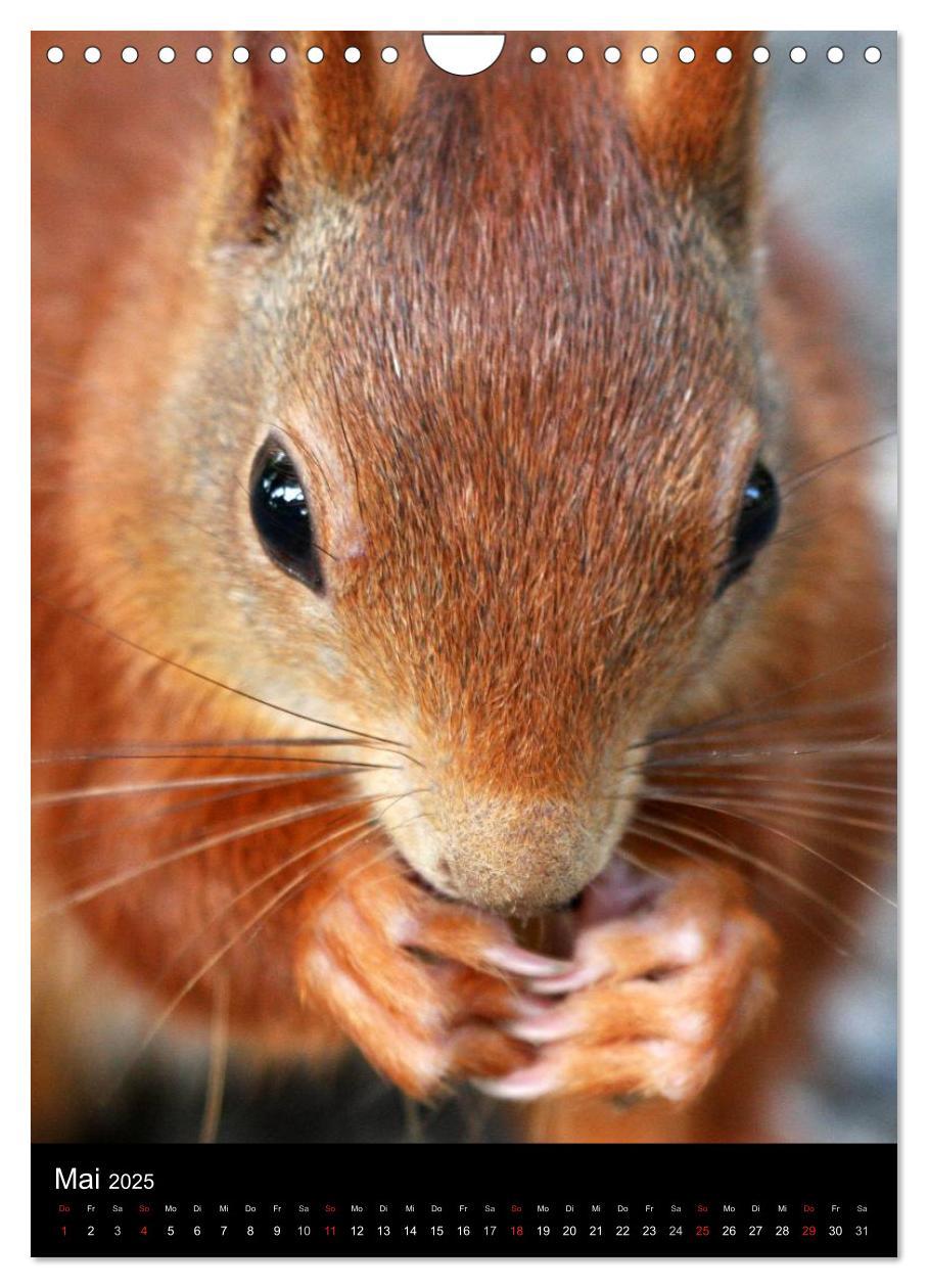 Bild: 9783457081419 | Eichhörnchen (Wandkalender 2025 DIN A4 hoch), CALVENDO Monatskalender