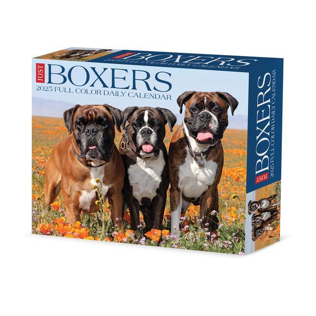 Cover: 9781549240690 | Boxers 2025 6.2 X 5.4 Box Calendar | Willow Creek Press | Kalender