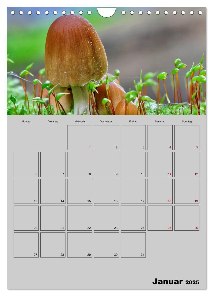 Bild: 9783435943791 | Quer durch die Pilze (Wandkalender 2025 DIN A4 hoch), CALVENDO...