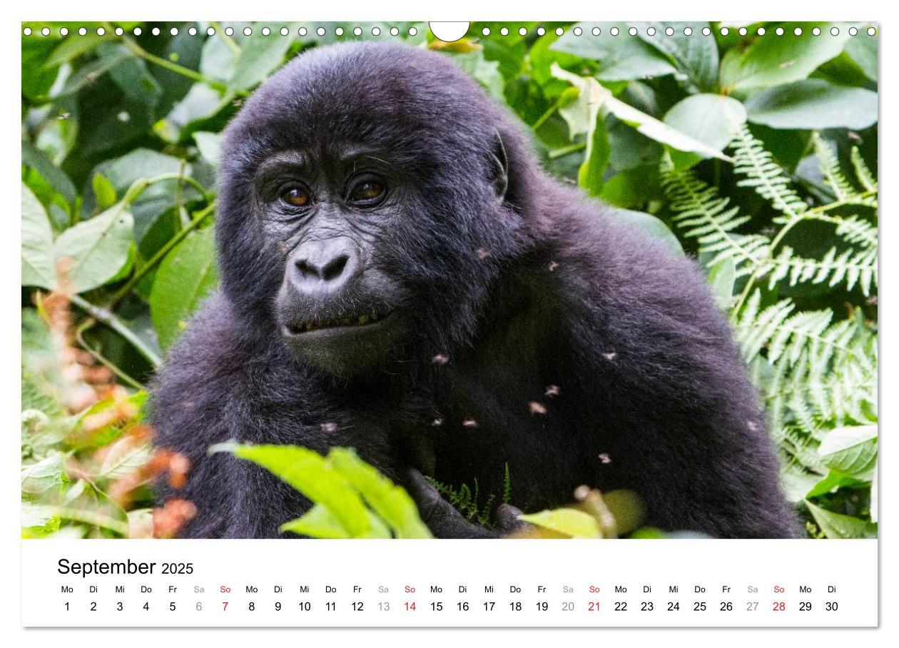 Bild: 9783435603107 | Uganda - die Perle Afrikas (Wandkalender 2025 DIN A3 quer),...