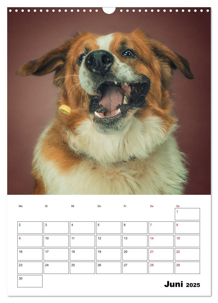 Bild: 9783435981458 | Fang das Leckerli (Wandkalender 2025 DIN A3 hoch), CALVENDO...