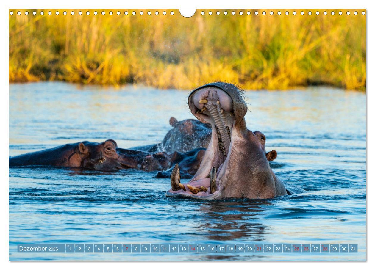 Bild: 9783435313198 | Wildlife Sambia (Wandkalender 2025 DIN A3 quer), CALVENDO...