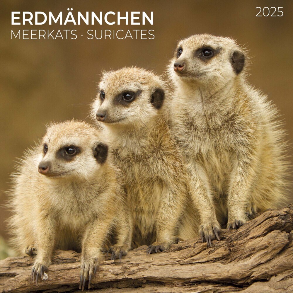 Cover: 9783959294683 | Meerkats/Erdmännchen 2025 | Kalender 2025 | Kalender | Drahtheftung