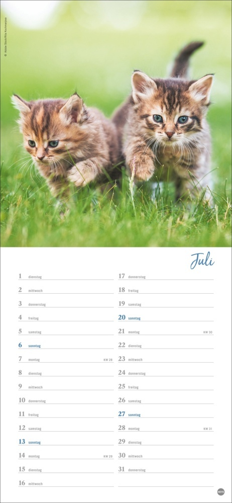 Bild: 9783756406159 | Katzen slim - Auf sanften Pfoten Kalender 2025 | Kalender | 13 S.