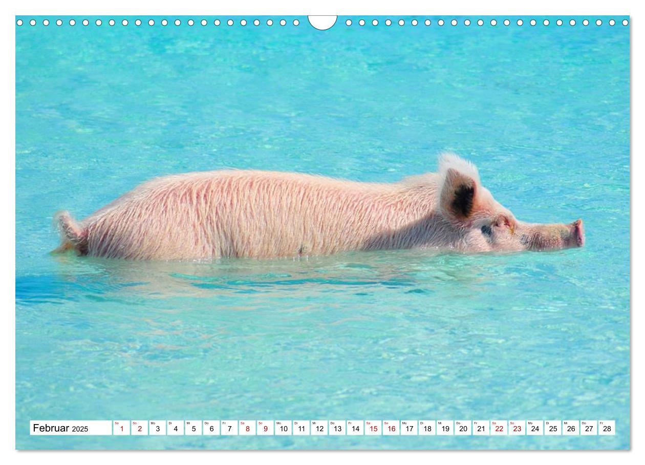 Bild: 9783435421169 | Schweine im Dauerurlaub auf den Bahamas! (Wandkalender 2025 DIN A3...