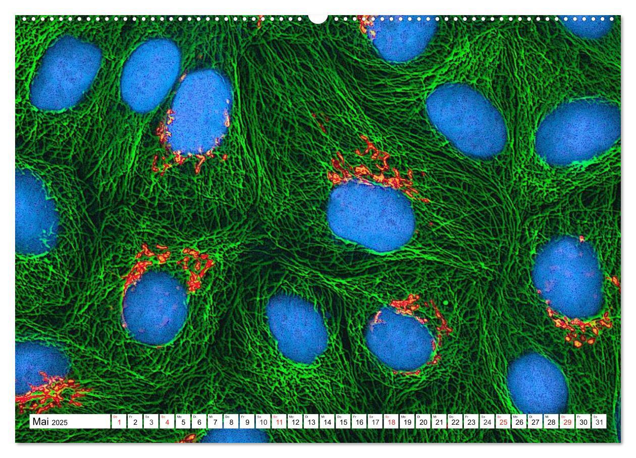 Bild: 9783435483334 | Mikrobiologie. Mikroorganismen, Genetik und Zellen (Wandkalender...