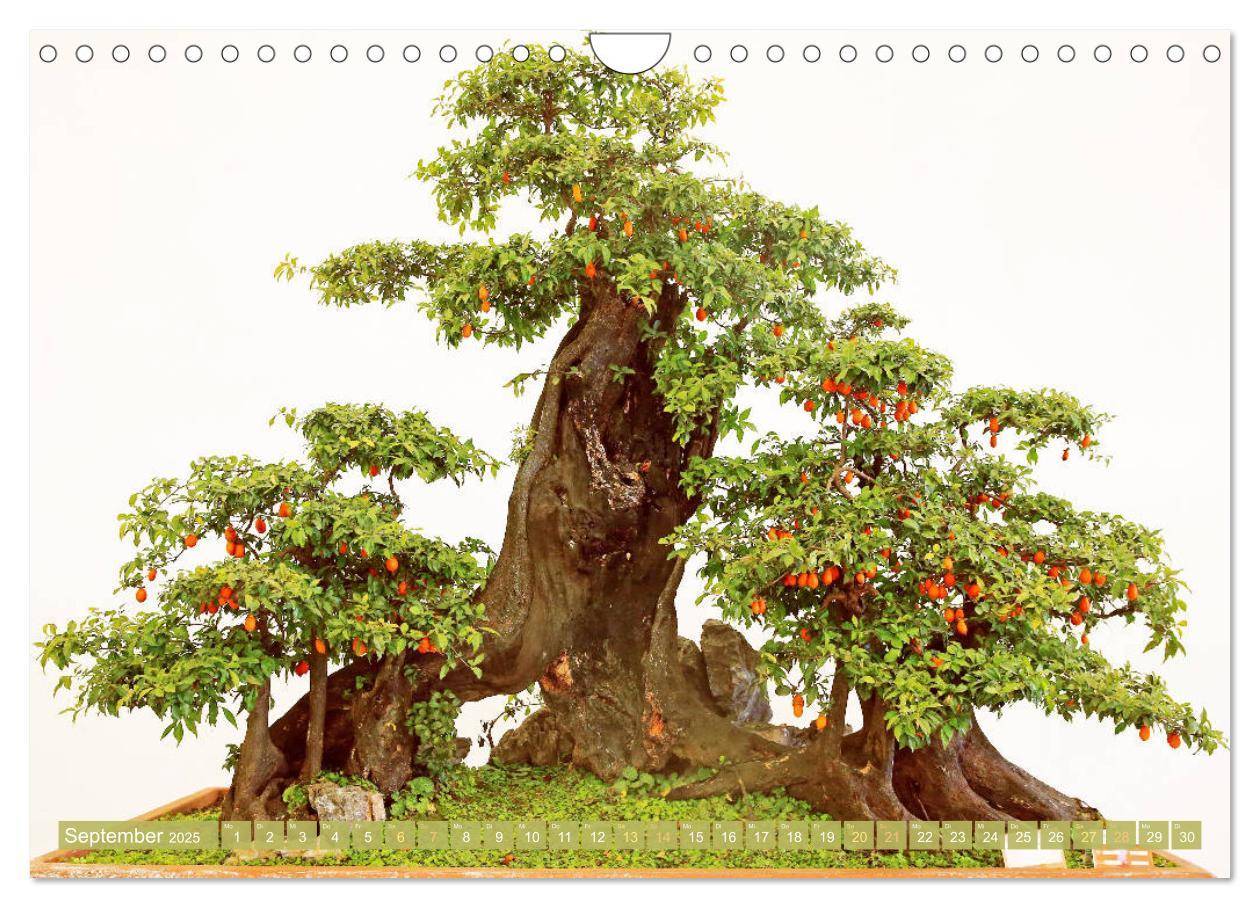 Bild: 9783457198117 | Gartenkunst aus Japan: Bonsai (Wandkalender 2025 DIN A4 quer),...