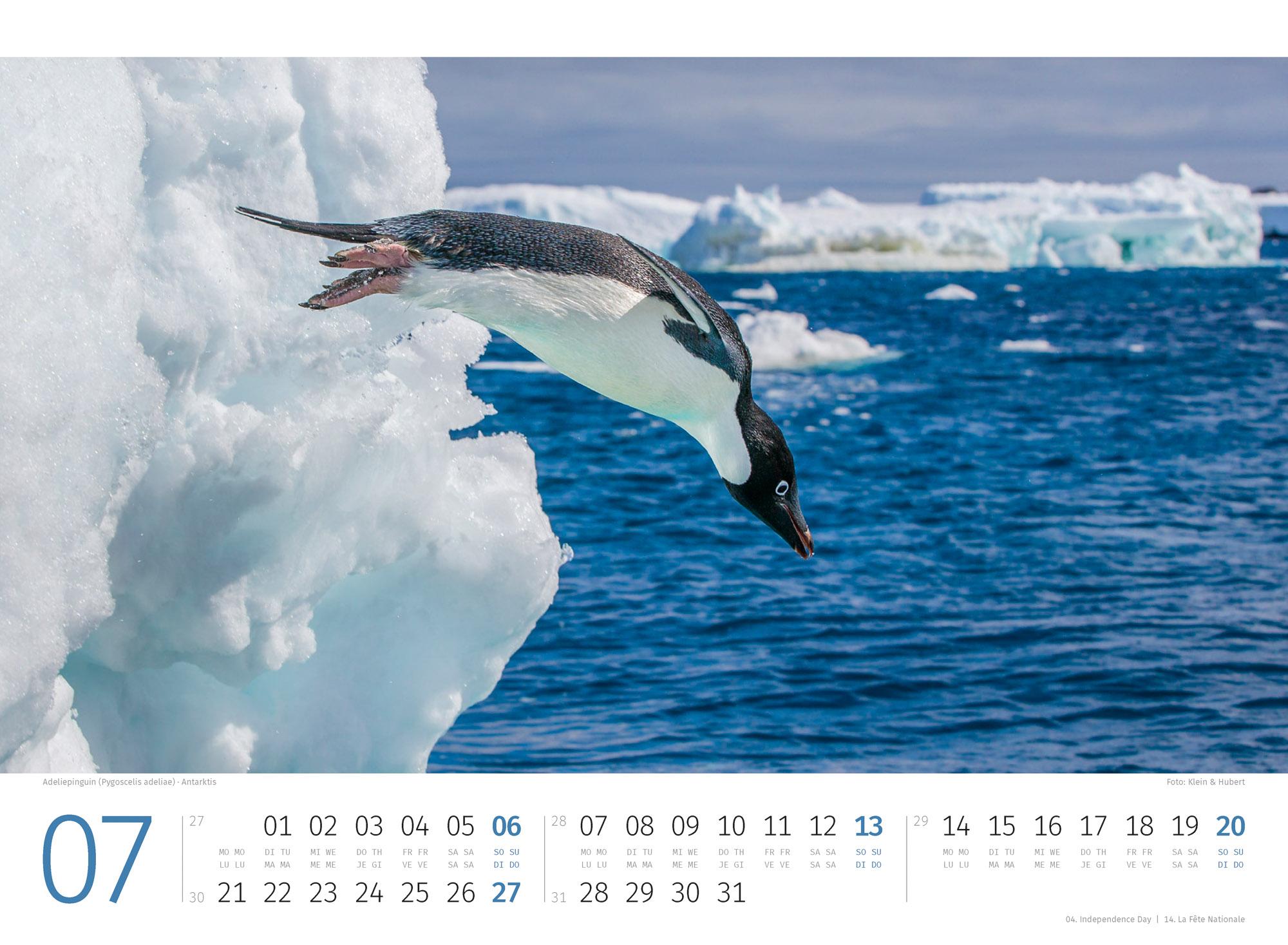 Bild: 9783838425894 | Pinguine Kalender 2025 | Ackermann Kunstverlag | Kalender | 14 S.